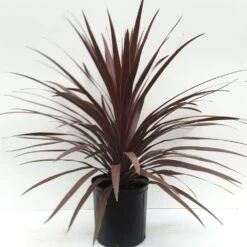 Red Star Cordyline