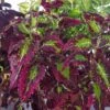 Cracklin Rosie Coleus Plant