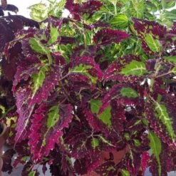 Cracklin Rosie Coleus Plant