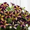 Crazytunia® Pulse Petunia Plant -Annual Plants Shop crazytunia pulse petunia 1401 detail
