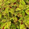 Curly Speckled Coleus Plant