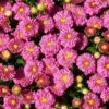Dainty Pink Igloo Perennial Mum Plant 1 Dainty Pink Igloo Perennial Mum Plant -Annual Plants Shop dainty pink igloo perennial mum 796 general