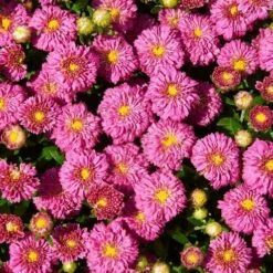 Dainty Pink Igloo Perennial Mum Plant