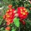 Dallas Red Lantana Plant