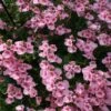 Darla Light Pink Diascia Plant -Annual Plants Shop darla light pink diascia plant 1260 detail