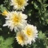 Daisy White Perennial Mum Plant 1 Daisy White Perennial Mum Plant -Annual Plants Shop dasiy white perennial mum plant 996 detail