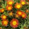 Wheels Of Wonder® Fire Wonder Delosperma (Ice Plant) -Annual Plants Shop delosperma fire wonder ice plant 97 detail