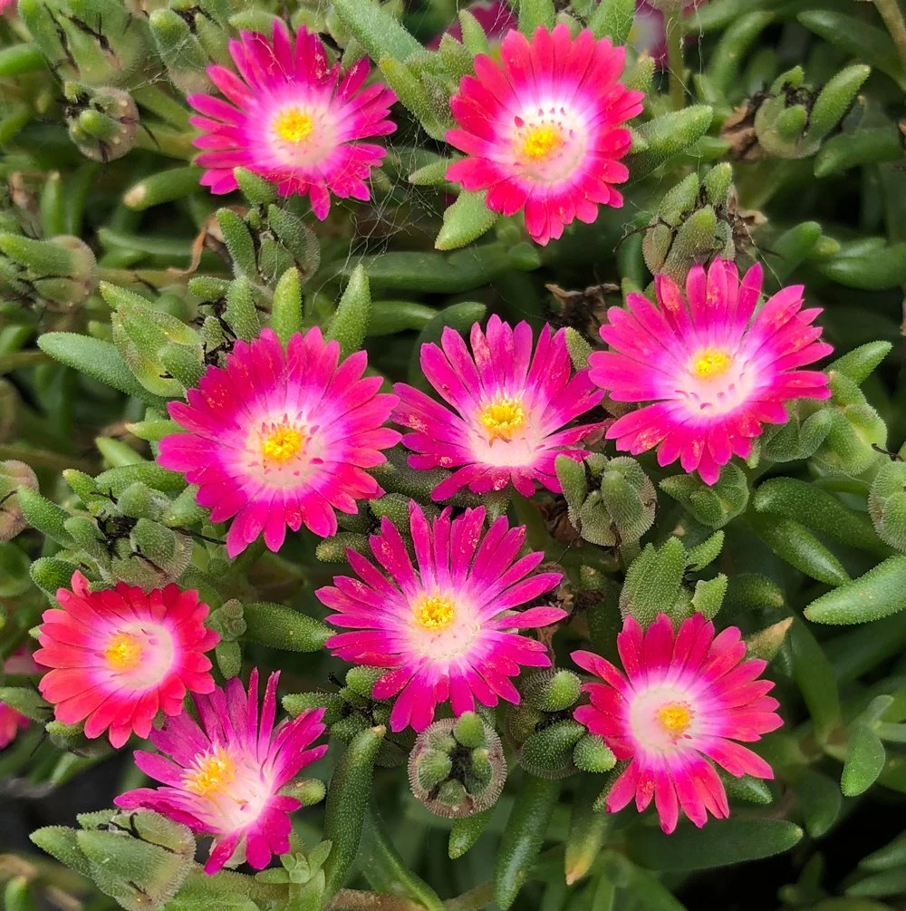 Jewel Of Desert Amethyst Delosperma (Ice Plant) 3 Jewel Of Desert Amethyst Delosperma (Ice Plant)