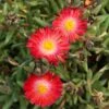 Jewel Of Desert Grenade Delosperma (Ice Plant)