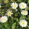 Jewel Of Desert Moon Stone Delosperma (Ice Plant) 2 Jewel Of Desert Moon Stone Delosperma (Ice Plant) -Annual Plants Shop delosperma jewel of desert moon stone ice plant 1532 detail