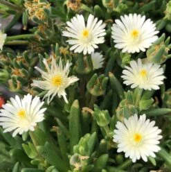 Jewel Of Desert Moon Stone Delosperma (Ice Plant)