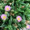 Jewel Of Desert Rose Quartz Delosperma (Ice Plant) -Annual Plants Shop delosperma jewel of desert rose quartz plant 1556 detail