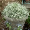 Diamond Frost® Euphorbia Plant