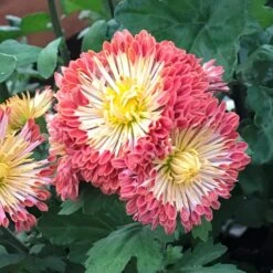 Dolliette Perennial Mum Plant