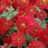 Dorothy Degn Perennial Mum Plant