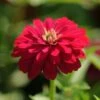 Zahara Double Cherry Zinnia 1 Zahara Double Cherry Zinnia -Annual Plants Shop double cherry zahara zinnia 13 detail
