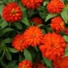 Zahara Double Fire Zinnia 1 Zahara Double Fire Zinnia -Annual Plants Shop double fire zahara zinnia 1181 detail