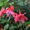Dusky Rose Fuchsia Plant