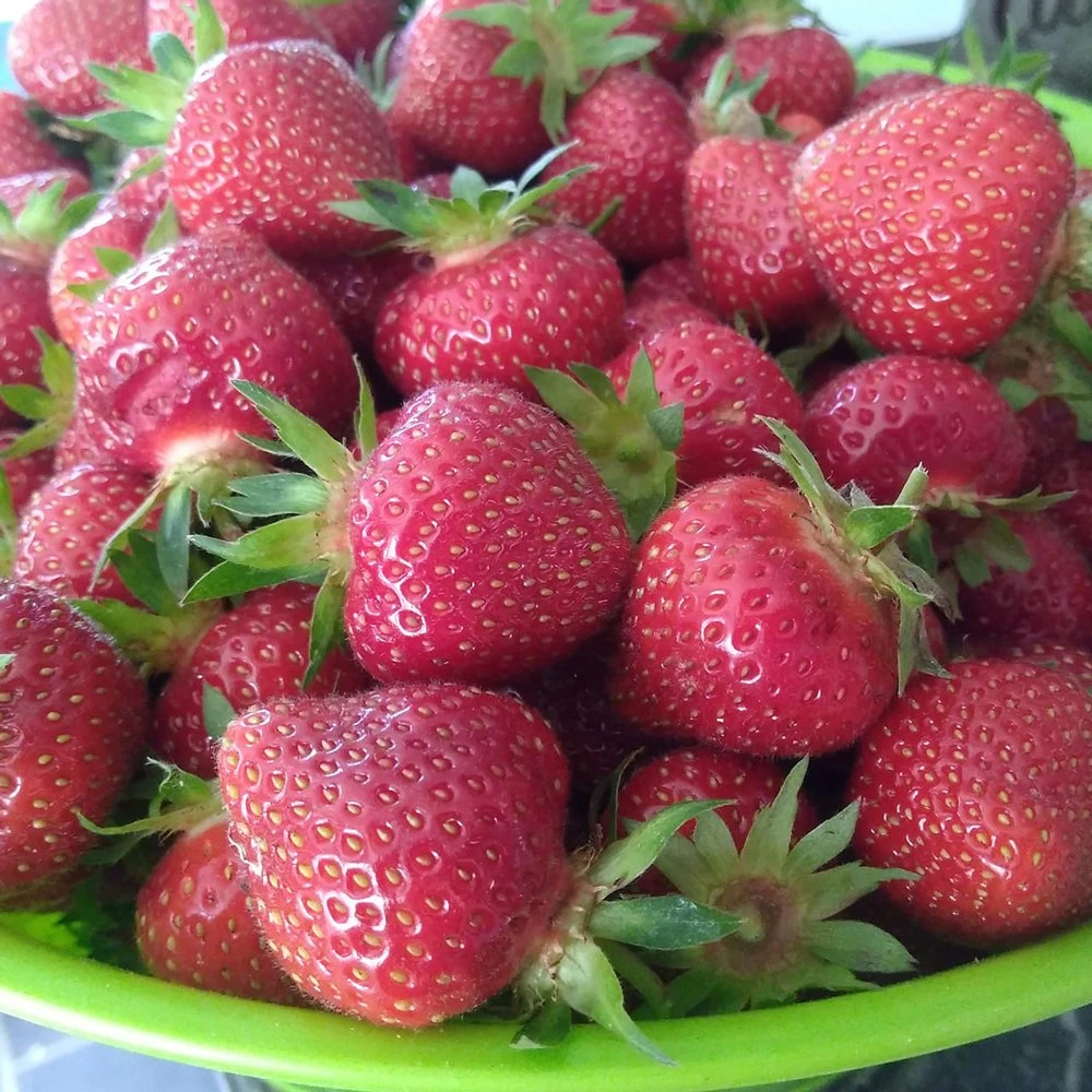 Earliglow Strawberry Plants 3 Earliglow Strawberry Plants