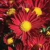 Edana Red™ Yoder Garden Mum Plant 1 Edana Red™ Yoder Garden Mum Plant -Annual Plants Shop edana red yoder garden mum plant 834 detail