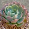 Elegans Echeveria 1 Elegans Echeveria -Annual Plants Shop elegans echeveria plant 865 detail