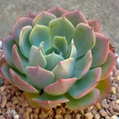 Elegans Echeveria