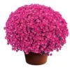 Emelda™ Purple Yoder Garden Mum Plant -Annual Plants Shop emelda purple garden mum plant 112 detail