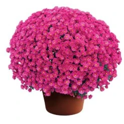 Emelda™ Purple Yoder Garden Mum Plant