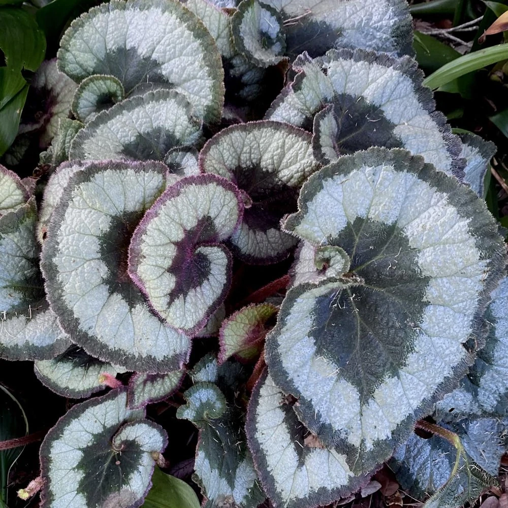 Escargot Rex Begonia Plant 3 Escargot Rex Begonia Plant