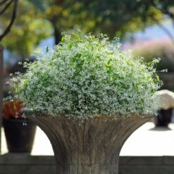 Breathless White Euphorbia Plant
