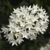 Falling Star™ White Pentas 2 Falling Star™ White Pentas -Annual Plants Shop falling star white pentas plant 1841 detail