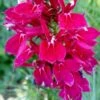 Fan Burgundy Lobelia