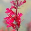Fan Scarlet Lobelia