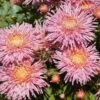 Fancy Free Perennial Mum Plant -Annual Plants Shop fancy free perennial mum plant 1517 detail