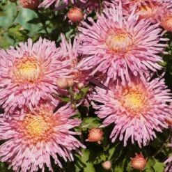 Fancy Free Perennial Mum Plant