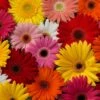 Festival Growers Mix Gerbera