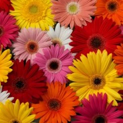 Festival Growers Mix Gerbera