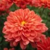 Fiona™ Coral Orange Yoder Garden Mum Plant 2 Fiona™ Coral Orange Yoder Garden Mum Plant -Annual Plants Shop fiona coral orange mum 40 detail