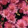 Fireworks Igloo Perennial Mum Plant -Annual Plants Shop fireworks igloo perennial mum 32 general