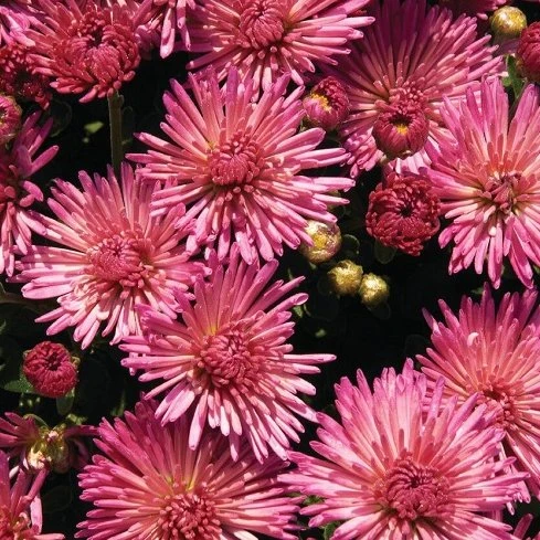 Fireworks Igloo Perennial Mum Plant 3 Fireworks Igloo Perennial Mum Plant