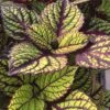 Fishnet Stockings Coleus Plant -Annual Plants Shop fishnet stockings coleus plant 537 detail