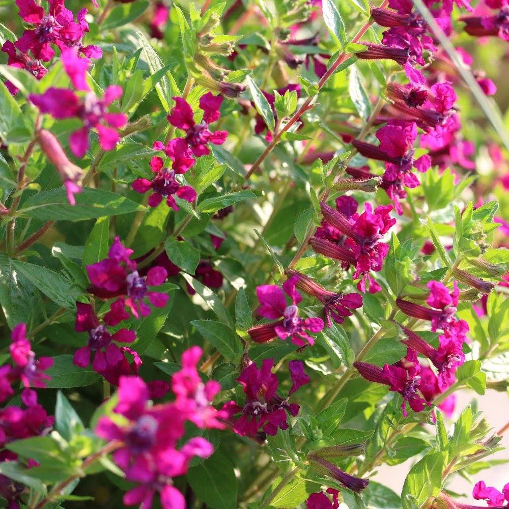 Flamenco Cha Cha Cuphea Plant 3 Flamenco Cha Cha Cuphea Plant