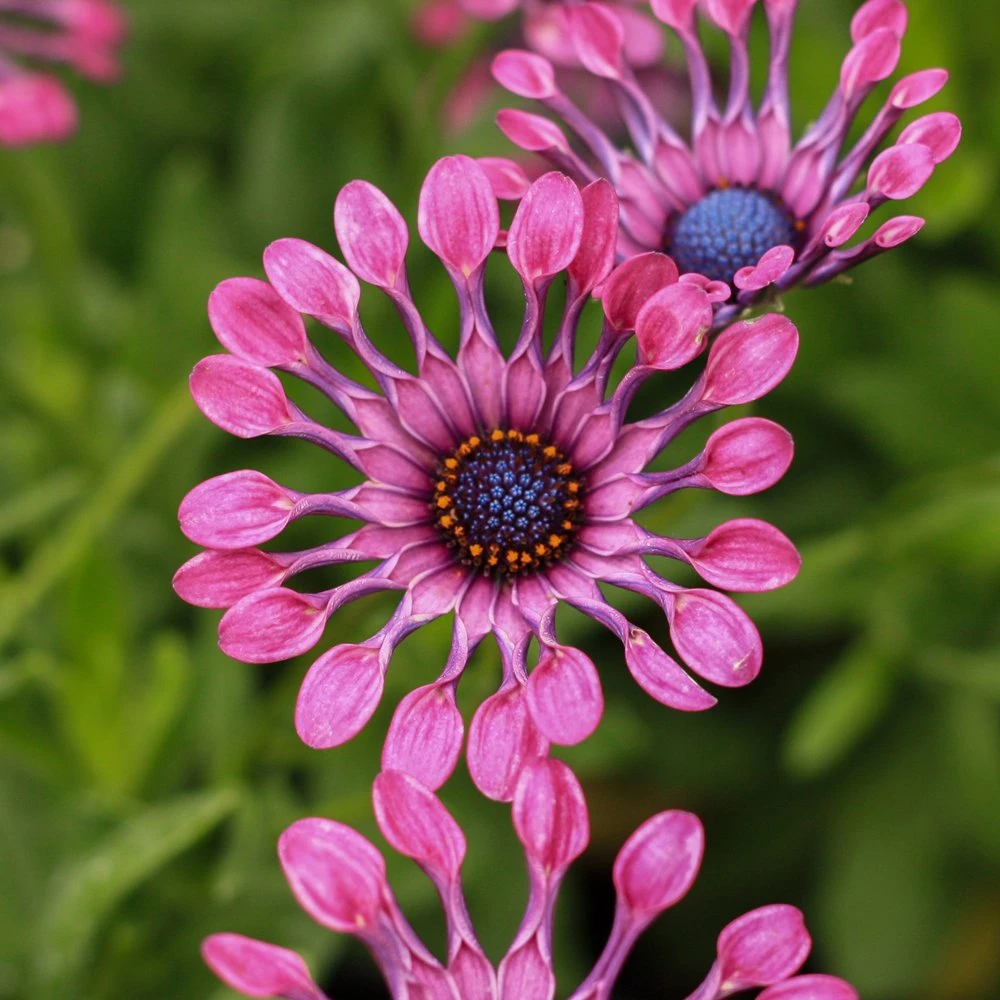 FlowerPower™ Spider Pink Osteospermum Plant 3 FlowerPower™ Spider Pink Osteospermum Plant