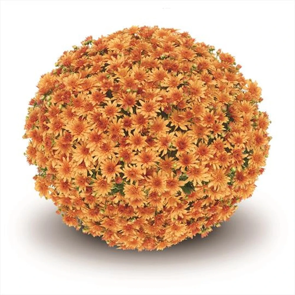 Belgian Mum® Fonti Orange Plant 3 Belgian Mum® Fonti Orange Plant