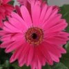 Fortune Neon Gerbera