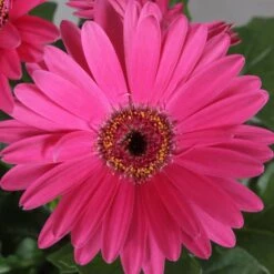 Fortune Neon Gerbera