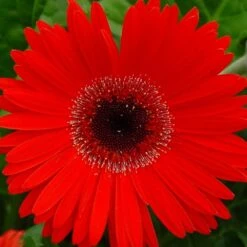 Fortune Red Gerbera