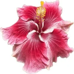 Foxy Lady Cajun Hibiscus