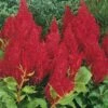 Fresh Look Red Plumed Celosia -Annual Plants Shop fresh look red celosia plant 584 detail