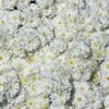 Frosty Igloo Perennial Mum Plant -Annual Plants Shop frosty igloo perennial mum plant 1549 detail